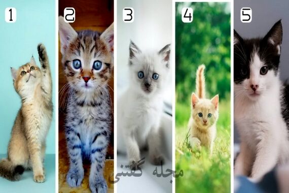 رواشناسی شخصیت | گربه‌صفت‌های ملوس بخوانند!
