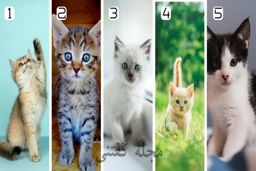 رواشناسی شخصیت | گربه‌صفت‌های ملوس بخوانند!