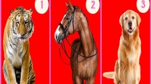 روانشناسی شخصیت | پلنگ درون‌ات را بشناس !