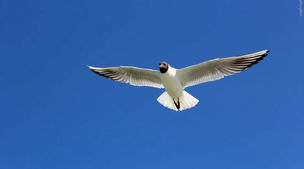 وابستگی شدید این مرغ دریایی به مرد جنوبی+ویدئو