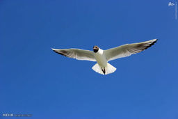 وابستگی شدید این مرغ دریایی به مرد جنوبی+ویدئو