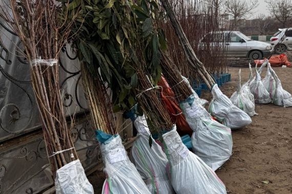 خرید نهال ۳ ساله یارانه‌ای گردو، بادام، پسته، شلیل و هلو فقط ۳۵ هزار تومان – ارسال به سراسر کشور